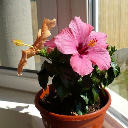 hibiscus 3